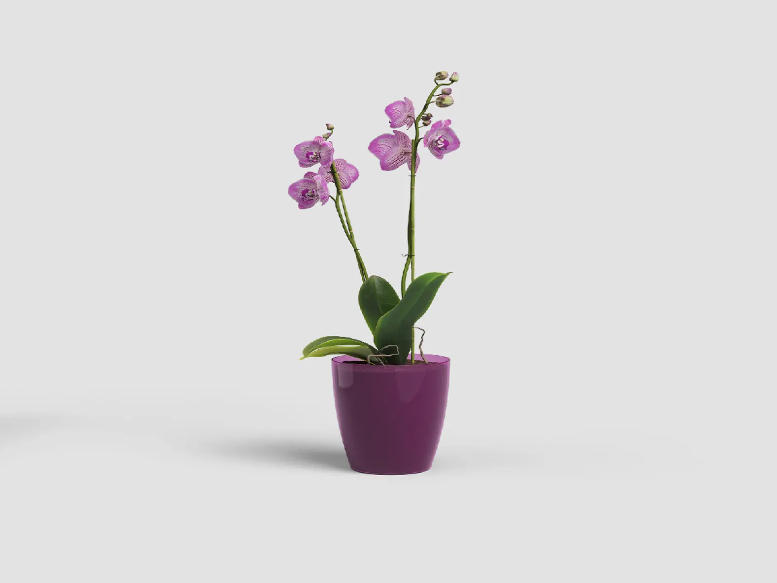 Květináč FIJI, na orchidej, 12,5cm, plast, vínová|FUCHSIA T|Artevasi