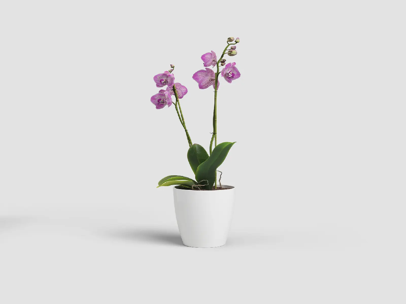Květináč FIJI, na orchidej, 10,5cm, plast, bílá|WHITE|Artevasi