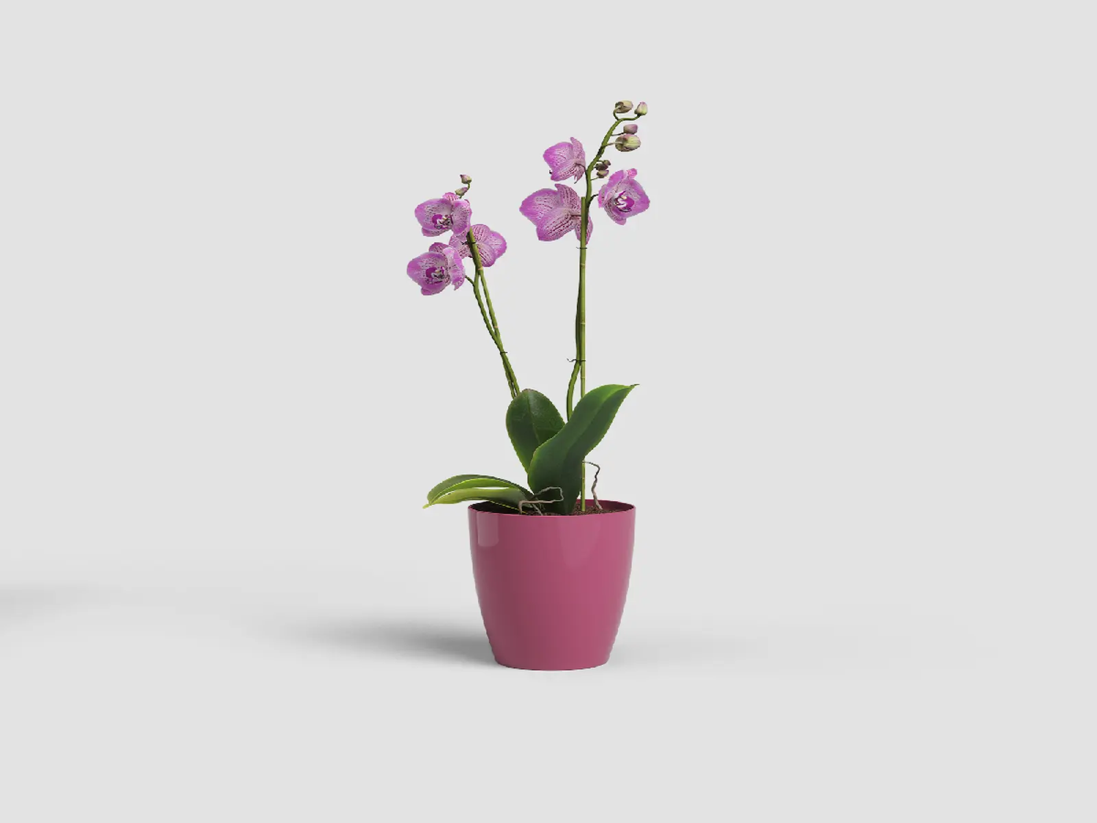 Květináč FIJI, na orchidej, 10,5cm, plast, tm.růžová|DEEP ROSE|Artevasi