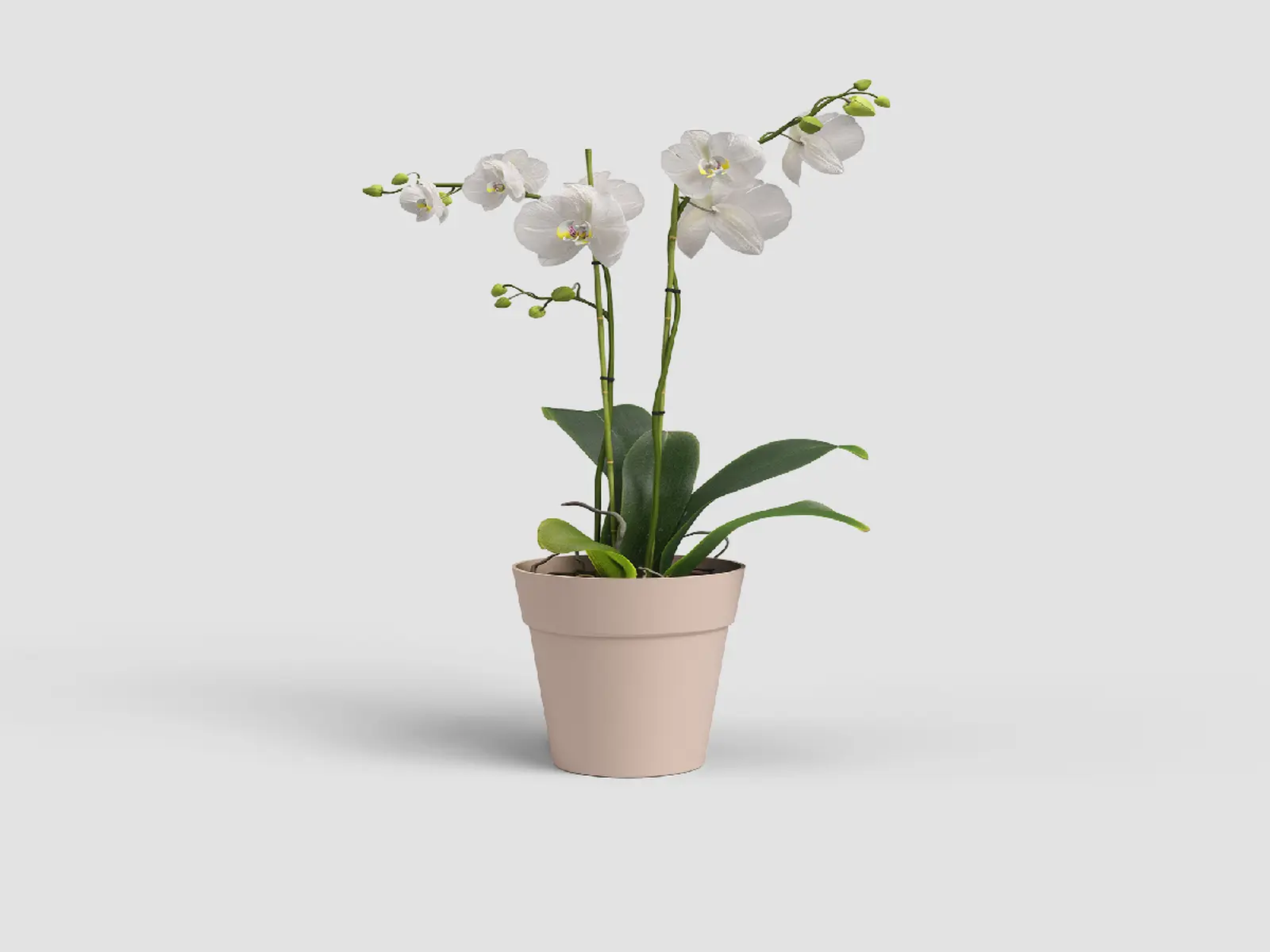 Květináč CAPRI, na orchidej, 15cm, plast, růžová|NUDE PINK|Artevasi