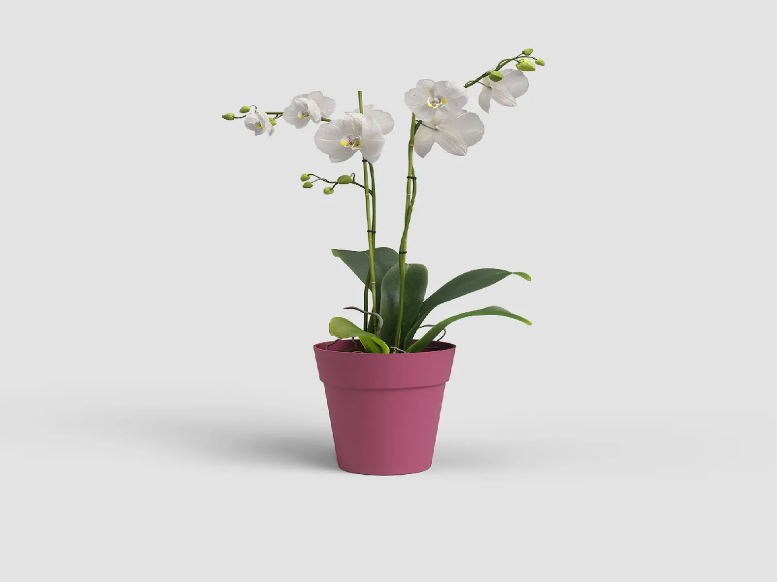 Květináč CAPRI, na orchidej, 15cm, plast, tm.růžová|DEEP ROSE|Artevasi