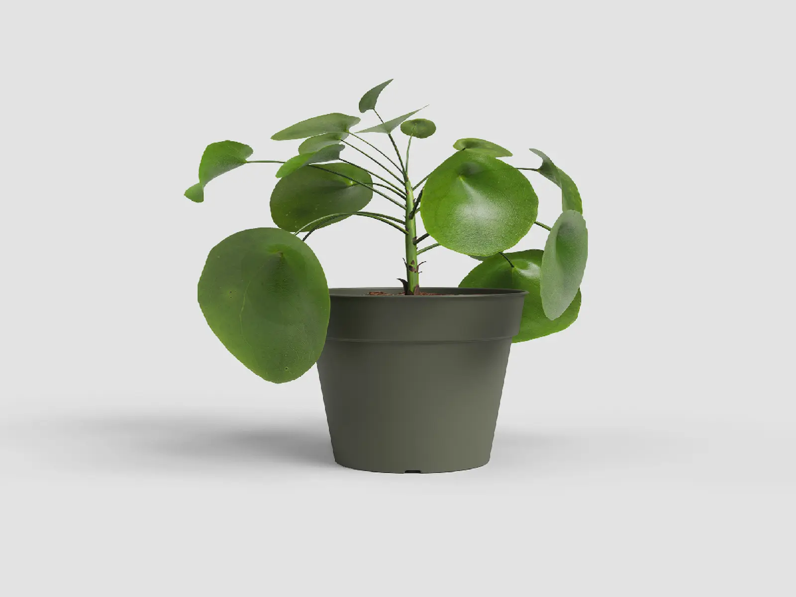 Květináč MADAGASCAR, 23cm, plast, zelená|DRY GREEN|Artevasi
