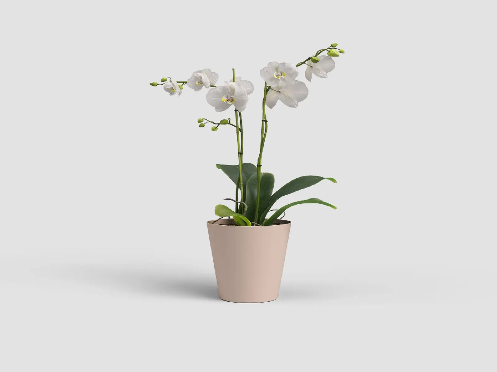 Květináč PORTO, na orchidej, 15cm, plast, růžová|NUDE PINK|Artevasi