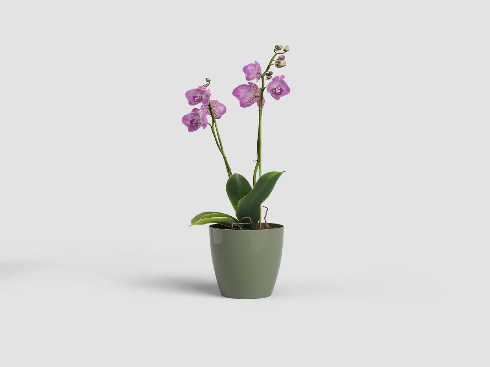 Květináč FIJI, na orchidej, 10,5cm, plast, zelená|ASH GREEN|Artevasi