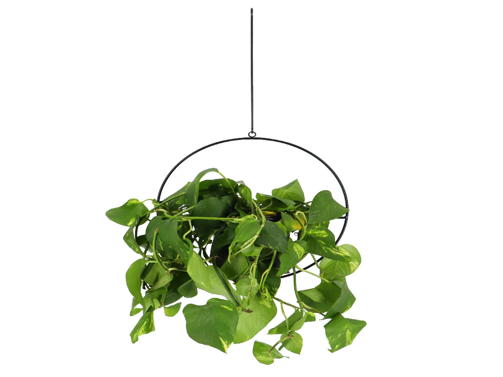 Držák na květináč WINDOW DRESSING PLANTER závěsný, černá, pr.35cm|Esschert Design