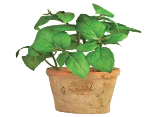 Bazalka v květináči ESSCHERT´S GARDEN , 15,5 cm|Esschert Design